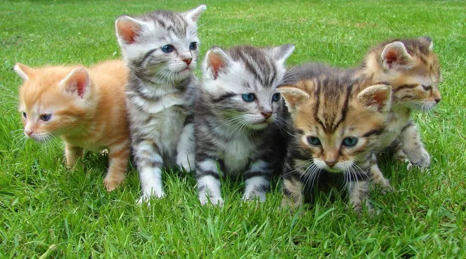 Hình nền cute nữ chủ đề động vật đáng yêu